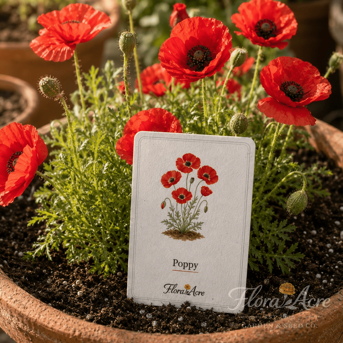 Flora Acre — 12 Plantable Seed Cards - Flora Acre